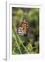 Monarch suspended in spider web.-Larry Ditto-Framed Photographic Print
