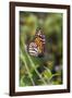 Monarch suspended in spider web.-Larry Ditto-Framed Photographic Print