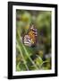 Monarch suspended in spider web.-Larry Ditto-Framed Photographic Print