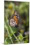 Monarch suspended in spider web.-Larry Ditto-Mounted Photographic Print