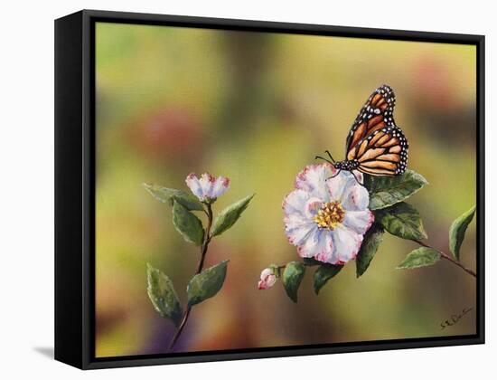 Monarch with Camellia-Sarah Davis-Framed Stretched Canvas