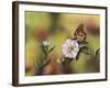 Monarch with Camellia-Sarah Davis-Framed Giclee Print