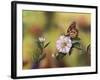 Monarch with Camellia-Sarah Davis-Framed Giclee Print