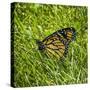 Monarch-Brenda Petrella Photography LLC-Stretched Canvas