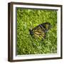 Monarch-Brenda Petrella Photography LLC-Framed Giclee Print