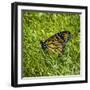 Monarch-Brenda Petrella Photography LLC-Framed Giclee Print