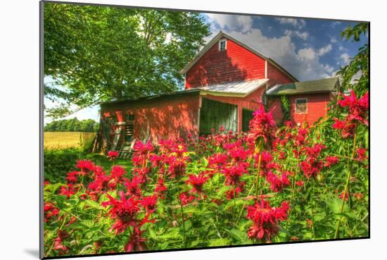 Monarda and Red Barn-Robert Goldwitz-Mounted Photographic Print