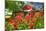 Monarda and Red Barn-Robert Goldwitz-Mounted Photographic Print