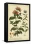 Monarda, Pl. CLXXXIII-Phillip Miller-Framed Stretched Canvas