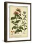 Monarda, Pl. CLXXXIII-Phillip Miller-Framed Art Print