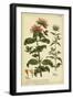 Monarda, Pl. CLXXXIII-Phillip Miller-Framed Art Print