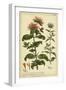 Monarda, Pl. CLXXXIII-Phillip Miller-Framed Art Print