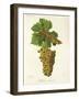 Mondeuse Blanche Grape-J. Troncy-Framed Giclee Print