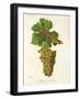 Mondeuse Blanche Grape-J. Troncy-Framed Giclee Print