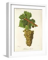 Mondeuse Blanche Grape-J. Troncy-Framed Giclee Print
