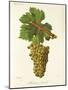 Mondeuse Blanche Grape-J. Troncy-Mounted Giclee Print