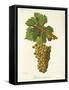 Mondeuse Blanche Grape-J. Troncy-Framed Stretched Canvas