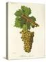 Mondeuse Blanche Grape-J. Troncy-Stretched Canvas