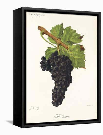 Mondeuse Grape-J. Troncy-Framed Stretched Canvas