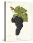 Mondeuse Grape-J. Troncy-Stretched Canvas