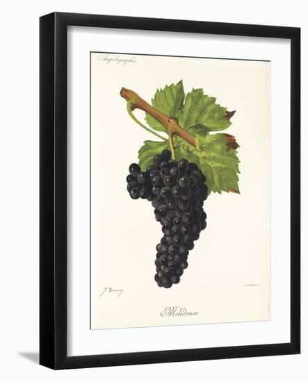 Mondeuse Grape-J. Troncy-Framed Giclee Print