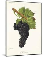 Mondeuse Grape-J. Troncy-Mounted Giclee Print