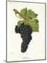 Mondeuse Grape-J. Troncy-Mounted Giclee Print