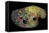 Monet's Palette (Wood)-French-Framed Stretched Canvas