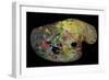 Monet's Palette (Wood)-French-Framed Premium Giclee Print