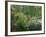 Monet's Pond at Giverny-Sarah Butcher-Framed Art Print