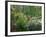 Monet's Pond at Giverny-Sarah Butcher-Framed Art Print