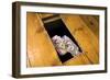 Money Beneath the Floorboards-Charles Bowman-Framed Photographic Print