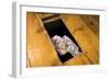 Money Beneath the Floorboards-Charles Bowman-Framed Photographic Print