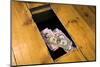 Money Beneath the Floorboards-Charles Bowman-Mounted Photographic Print