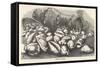 Money-Cowries-J.g. Wood's-Framed Stretched Canvas