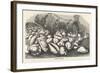 Money-Cowries-J.g. Wood's-Framed Art Print