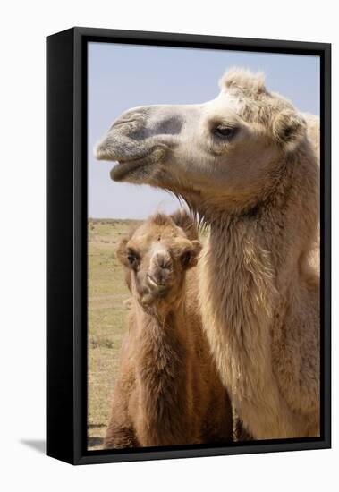 Mongolia, Lake Tolbo, Bactrian Camels-Emily Wilson-Framed Stretched Canvas