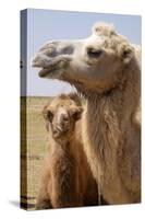 Mongolia, Lake Tolbo, Bactrian Camels-Emily Wilson-Stretched Canvas