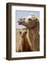 Mongolia, Lake Tolbo, Bactrian Camels-Emily Wilson-Framed Photographic Print