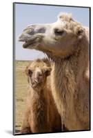 Mongolia, Lake Tolbo, Bactrian Camels-Emily Wilson-Mounted Photographic Print