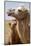 Mongolia, Lake Tolbo, Bactrian Camels-Emily Wilson-Mounted Photographic Print