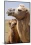 Mongolia, Lake Tolbo, Bactrian Camels-Emily Wilson-Mounted Photographic Print