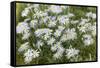 Mongolia, North Central Mongolia, Hustai National Park, a Mongolian Aster-Emily Wilson-Framed Stretched Canvas