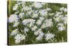 Mongolia, North Central Mongolia, Hustai National Park, a Mongolian Aster-Emily Wilson-Stretched Canvas