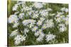 Mongolia, North Central Mongolia, Hustai National Park, a Mongolian Aster-Emily Wilson-Stretched Canvas