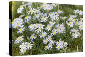 Mongolia, North Central Mongolia, Hustai National Park, a Mongolian Aster-Emily Wilson-Stretched Canvas