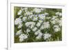 Mongolia, North Central Mongolia, Hustai National Park, a Mongolian Aster-Emily Wilson-Framed Photographic Print