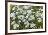 Mongolia, North Central Mongolia, Hustai National Park, a Mongolian Aster-Emily Wilson-Framed Photographic Print