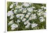 Mongolia, North Central Mongolia, Hustai National Park, a Mongolian Aster-Emily Wilson-Framed Photographic Print