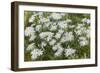 Mongolia, North Central Mongolia, Hustai National Park, a Mongolian Aster-Emily Wilson-Framed Photographic Print